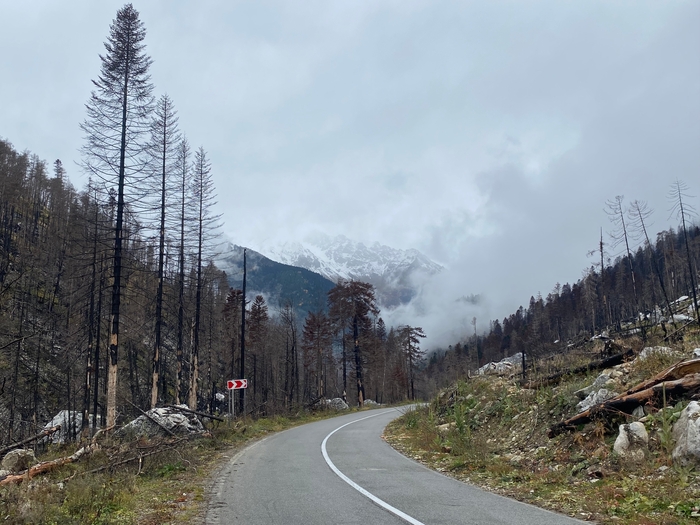 Много деревьев погибло из-за пожара