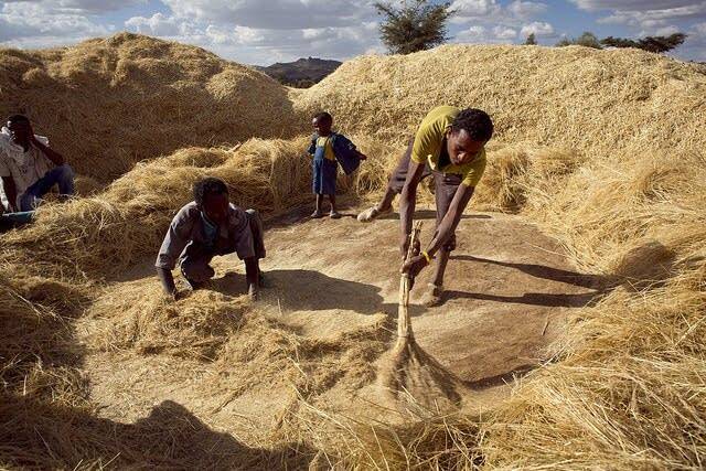 Обмолот тефа. Фото с сайта <!--noindex--><a href="https://pikabu.ru/story/sedobnyie_tef_13471783?u=http%3A%2F%2Fsplendidtable.org&t=splendidtable.org&h=b5e66527ae2b80277518a345889181b4ee7f7a7a" title="http://splendidtable.org" target="_blank" rel="nofollow noopener">splendidtable.org</a><!--/noindex-->.