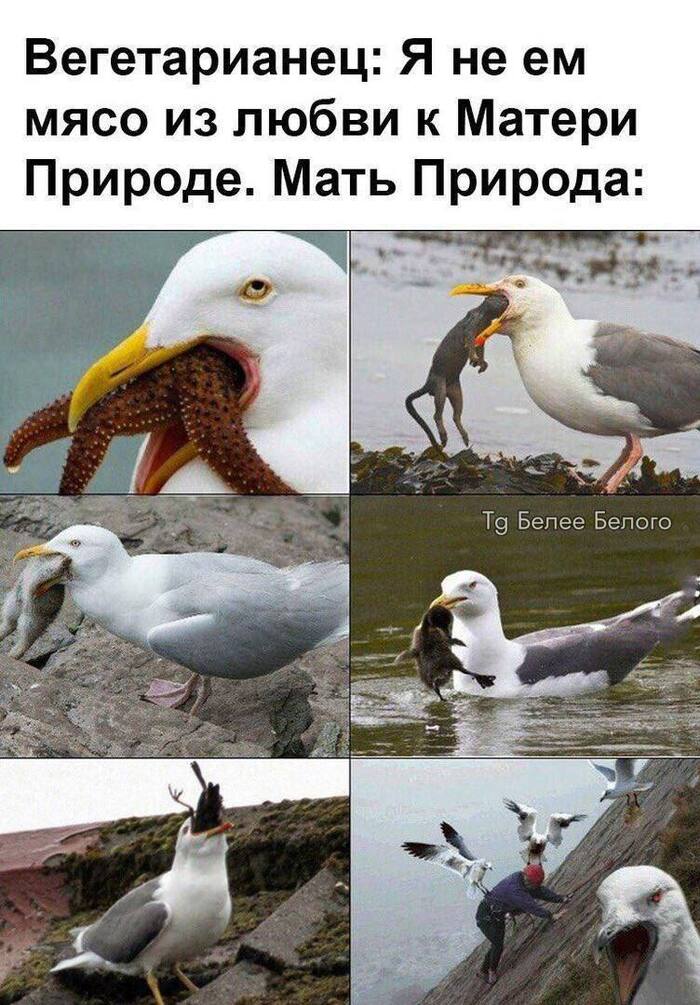 <!--noindex--><a href="https://pikabu.ru/story/eshte_myaso_13470755?u=https%3A%2F%2Ft.me%2Fbeleebelogo%2F17867&t=https%3A%2F%2Ft.me%2Fbeleebelogo%2F17867&h=763823d9bb6ff482df217e42802be3373507d7f8" title="https://t.me/beleebelogo/17867" target="_blank" rel="nofollow noopener">https://t.me/beleebelogo/17867</a><!--/noindex-->