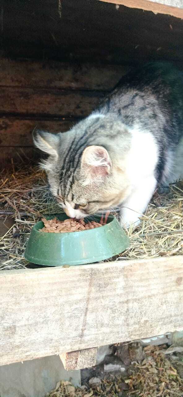 Кот никуда от клетки не уходил