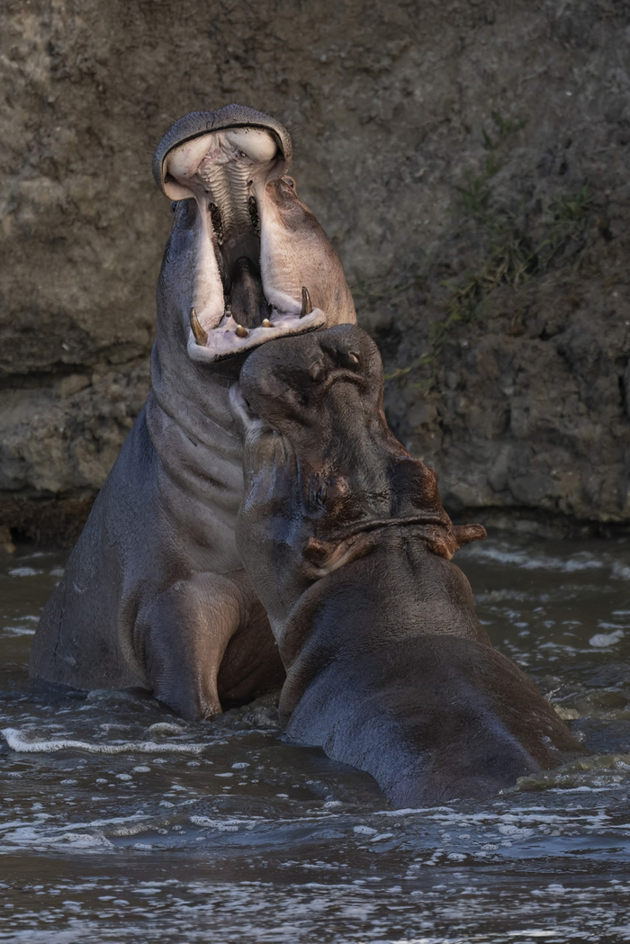   !       ,    . , 2025.  :  .