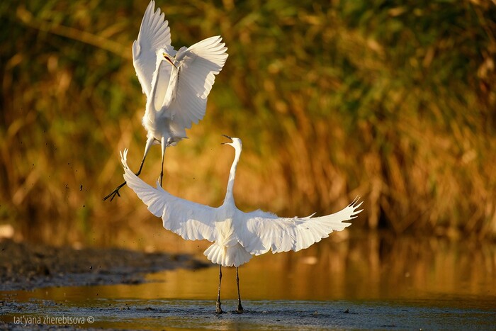 Белый танец