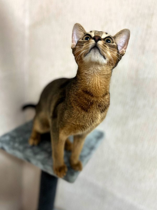 Абиссинская кошка носится по квартире: 5 потребностей породы, которые игнорируют даже опытные владельцы
