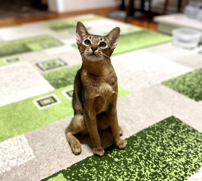 Абиссинская порода и одиночество: 5 ошибок хозяев, которые превращают кошку в тревожного питомца