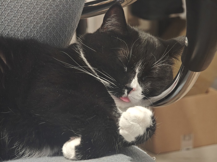 Кошечка вздремнула