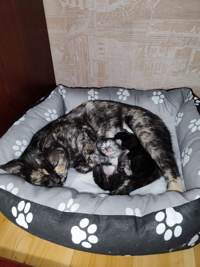 А у нас сегодня кошка, родила вчера котят