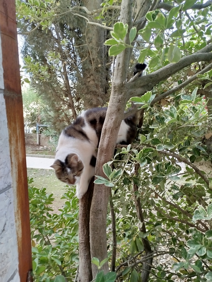 Докажите, что вы пикабушник)