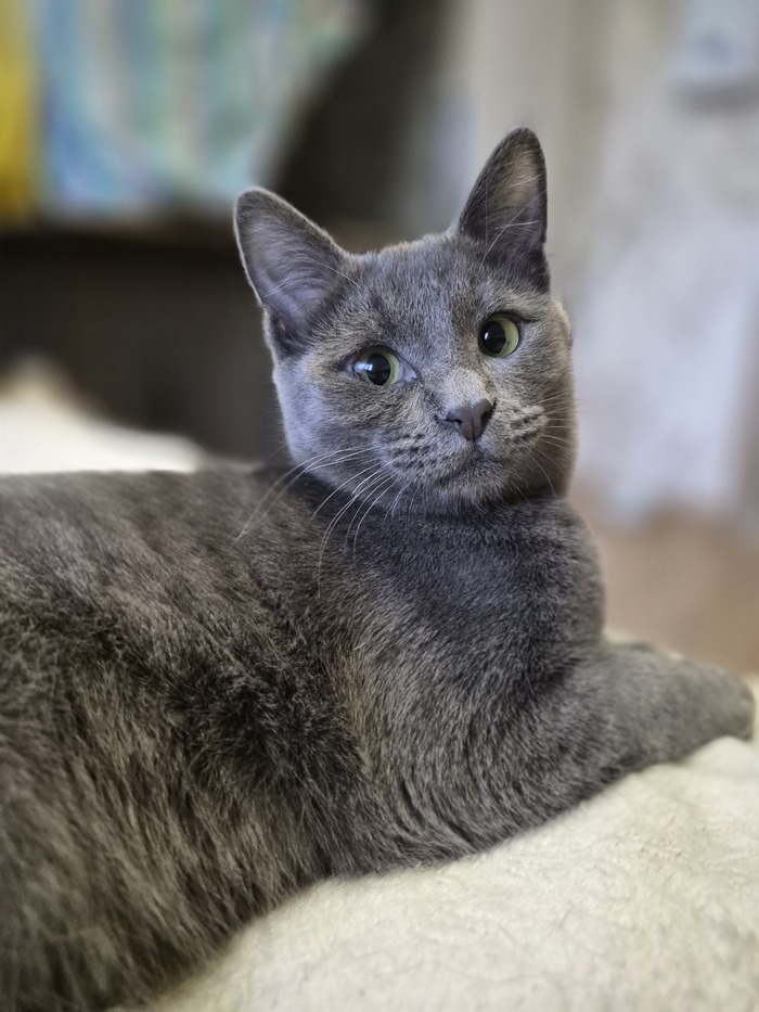 Очень красивый котенок, до сих пор не нашёл свою заботливую семью