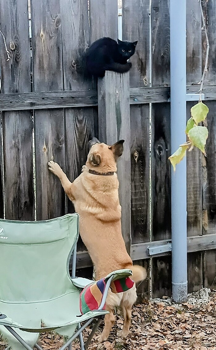 На всякий случай еще и собаку добавил))