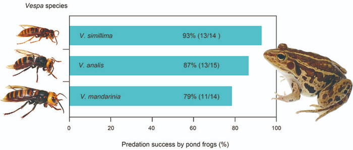 Процент успешного истребления рабочих шершней (<a href="https://pikabu.ru/story/yetim_lyagushkam_ne_strashen_smertelnyiy_yad_shershney_13473087?u=https%3A%2F%2Fru.wikipedia.org%2Fwiki%2F%25D0%25A8%25D0%25B5%25D1%2580%25D1%2588%25D0%25BD%25D0%25B8&t=Vespa&h=aae2073d80a7d46920f72ec4f36a29fd7b4d4bfc" title="https://ru.wikipedia.org/wiki/%D0%A8%D0%B5%D1%80%D1%88%D0%BD%D0%B8" target="_blank" rel="nofollow noopener">Vespa</a>) прудовой лягушкой Pelophylax nigromaculatus. Размер выборки составил 14 особей для V. simillima, 15 для V. analis и 14 для V. mandarinia. Фото: Синдзи Сугиура