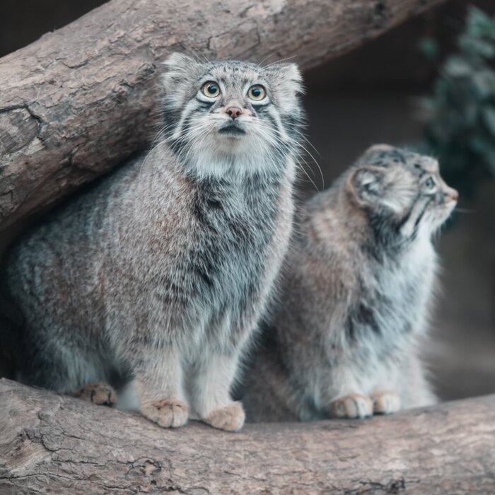 Дочка и мама