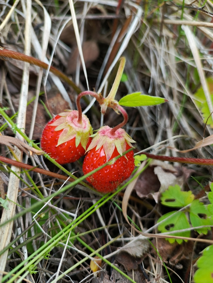 Притаились в траве...