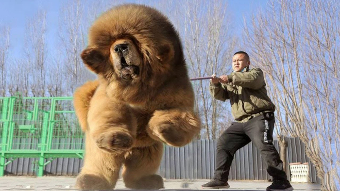 Шерсть тибетцев кажется плюшевой. Но без участия десятка грумеров вся эта красота превратится в валенок.