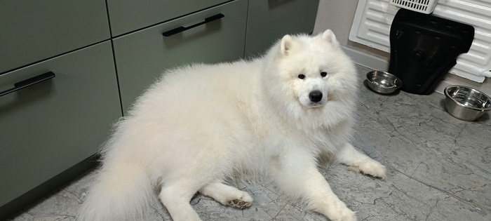 Ответ на пост «"Подтвердите, что Вы пикабушник, фото кота"»