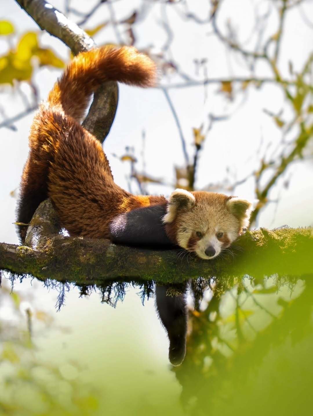 Red pandas are two different species, not one. - Red panda, Predatory animals, Wild animals, BBC, Text, The photo, Longpost
