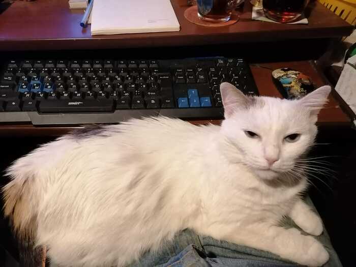 Пароксизм мурчания