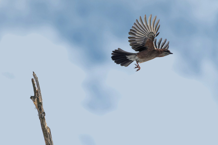 Ноябрь, солнце и сойка