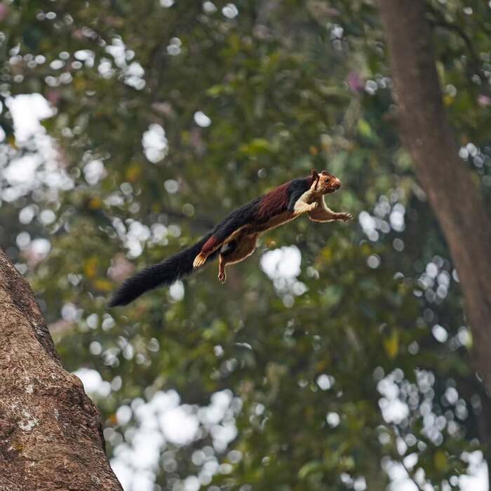 Индийская гигантская белка в полёте