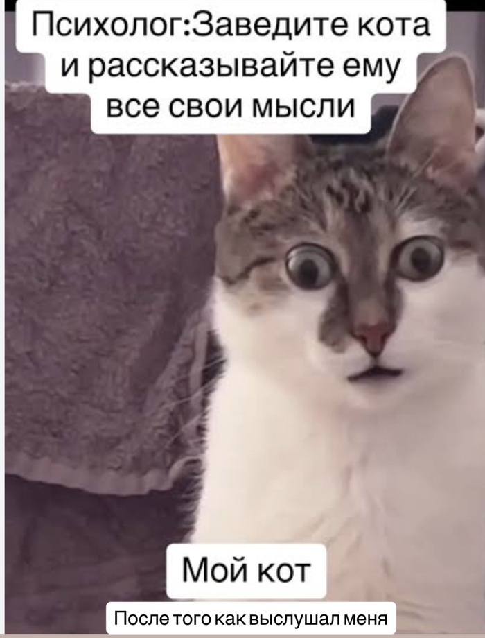 Кот не осилил