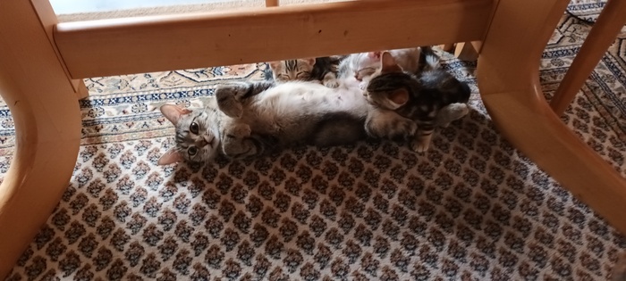 Ответ на пост "Не показал кота- не пикабушник"