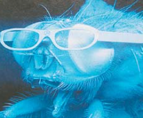 ���� ���������.