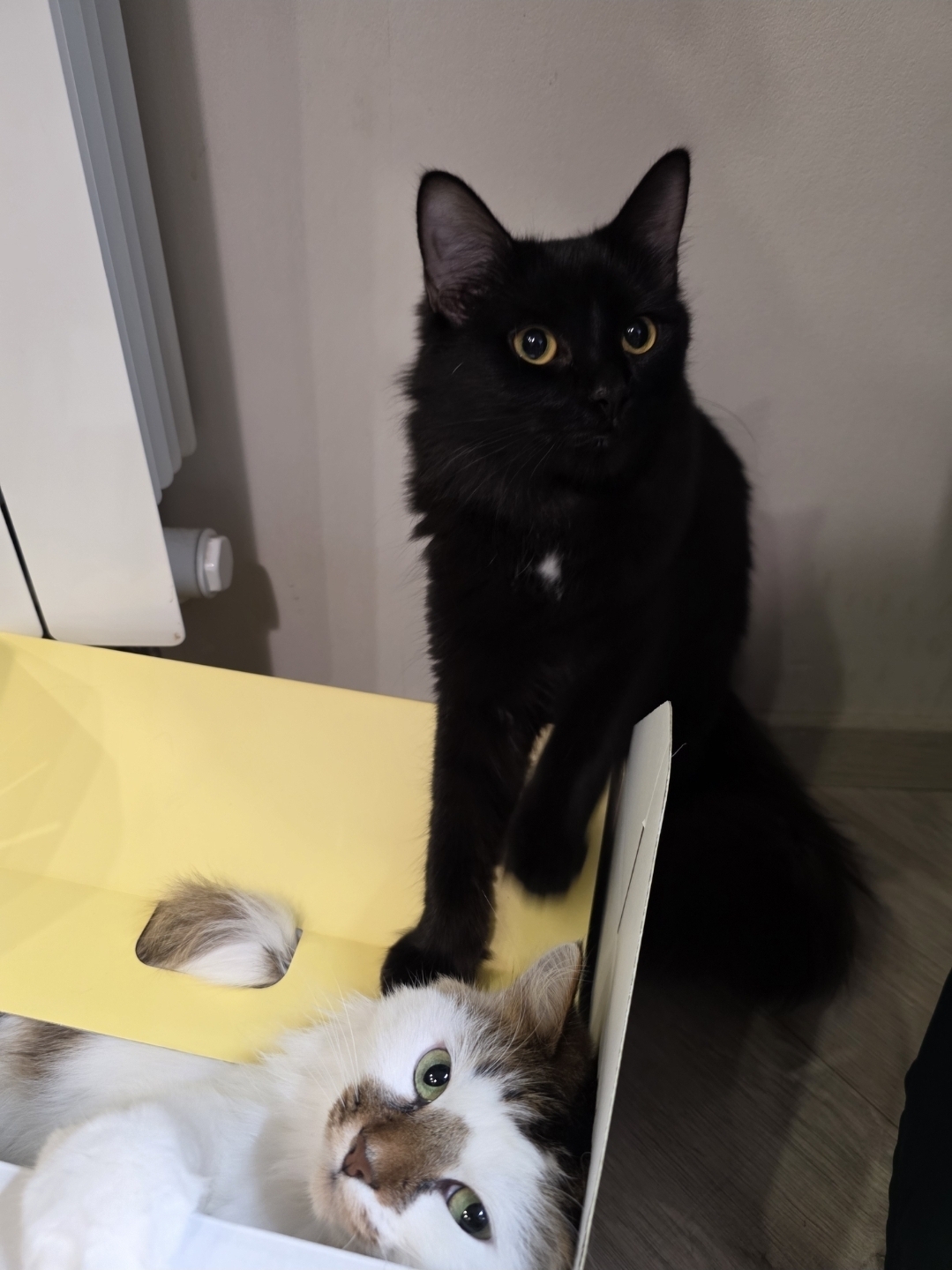 If you didn't show the cat, you're not a Pikabushnik. - My, cat, Fat cats, Longpost