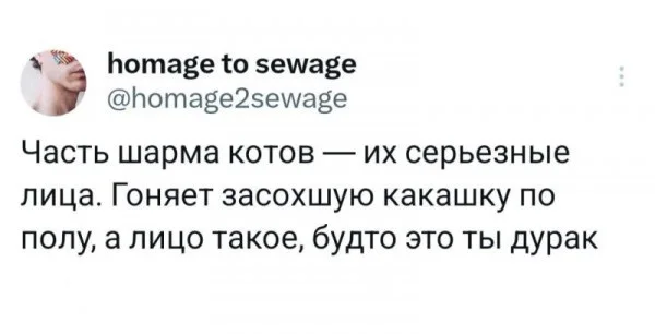 About charm - Screenshot, X (Twitter), Humor, cat, Feces
