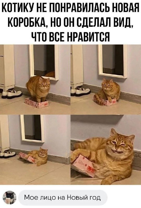 КАК У КОШИЩЕК ЗАВЕЛИСЬ НИКЧЕМНИ