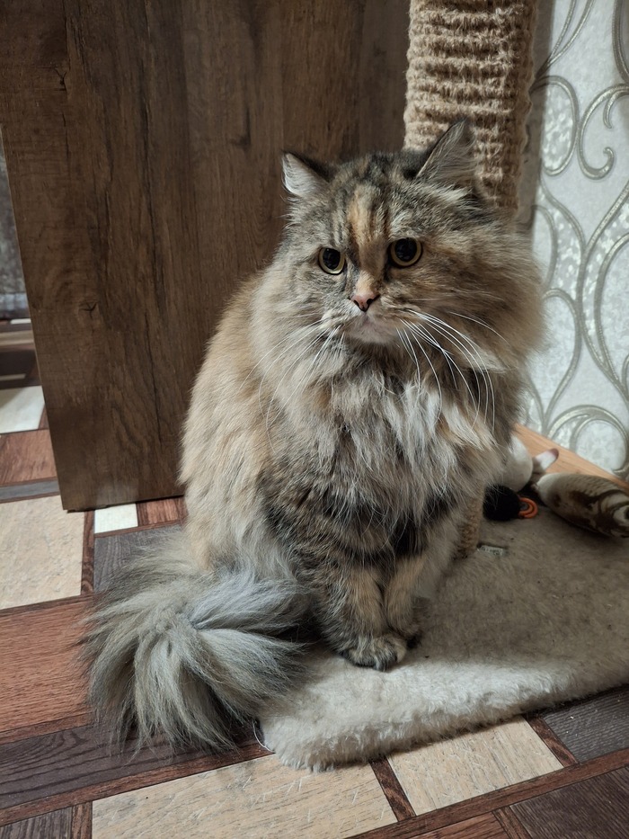 Кошка Маруся