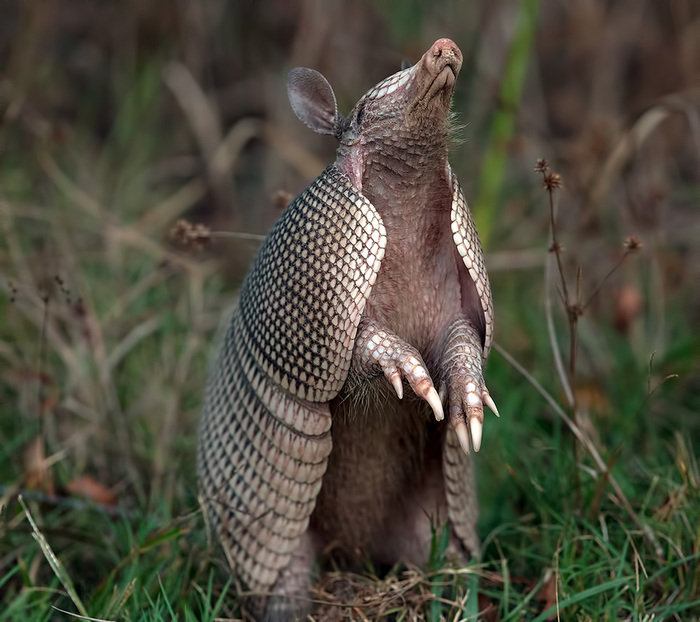 Встать то встал, а вот проснуться забыл
