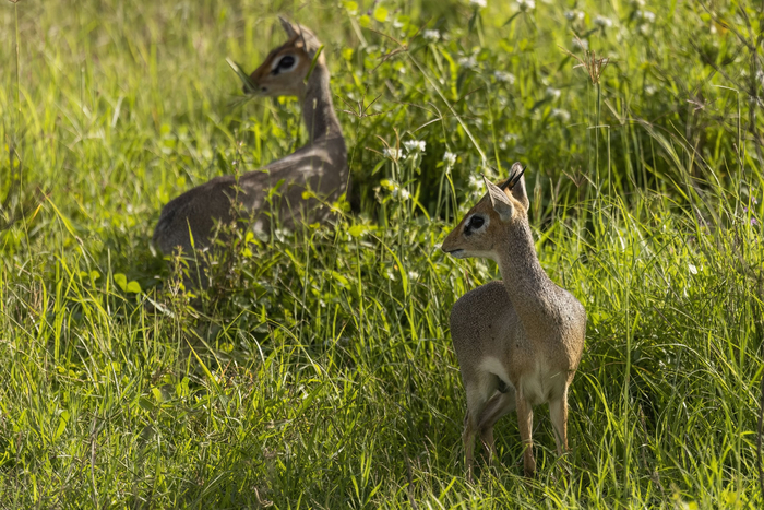   ,     -  .   . , 2024. :  .