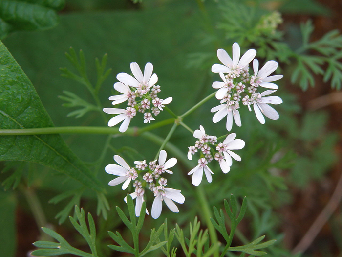 Цветущая кинза.
