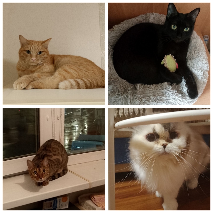 Ответ на пост «"Подтвердите, что вы пикабушник, добавив фото кота"»