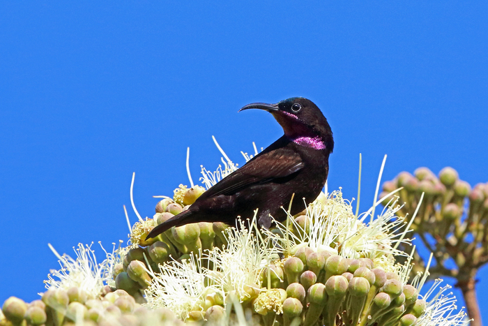 ... -  (-,   ,  ,  )