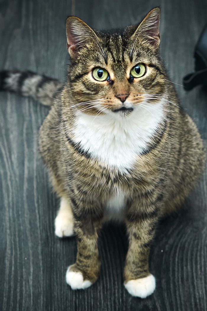 Кошечка ищет дом