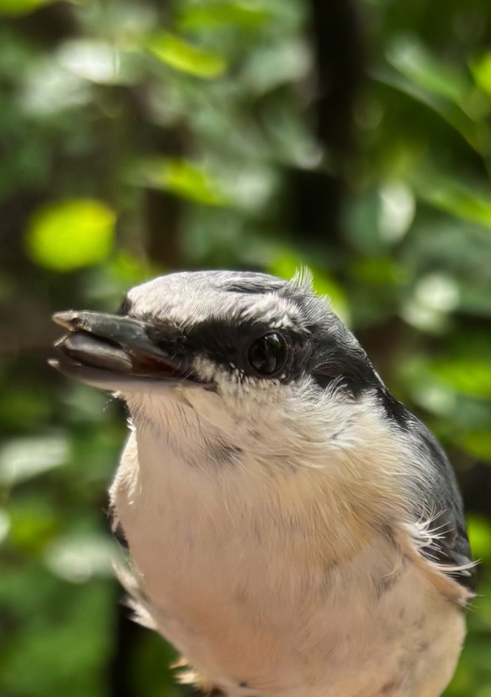 Воин с торчащим пером в голове