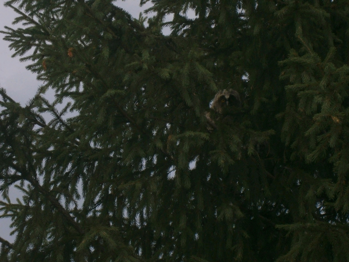 Коман сава?