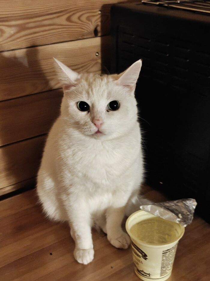 Пришла попить водички, а тут ночная жрица сидит