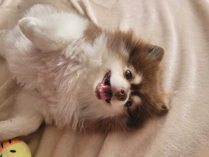 Ответ на пост «Довольная собака»