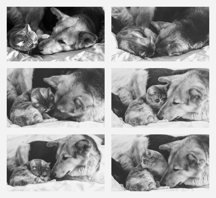 Кузян тоже подобранный. Думала, что мальчик, а оказалась девочка. Поэтому - кошечка Кузян. Наденька - её лучший друг.