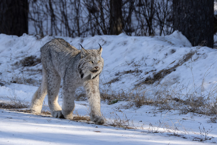 Задние лапы у рыси куда длиннее передних. Это позволяет им делать длинные и мощные прыжки, но попа при этом всегда находится выше головы.