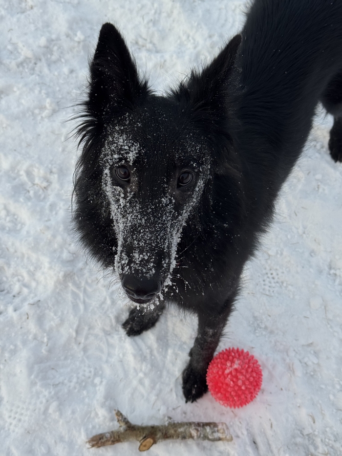 Ответ на пост «Довольная собака»