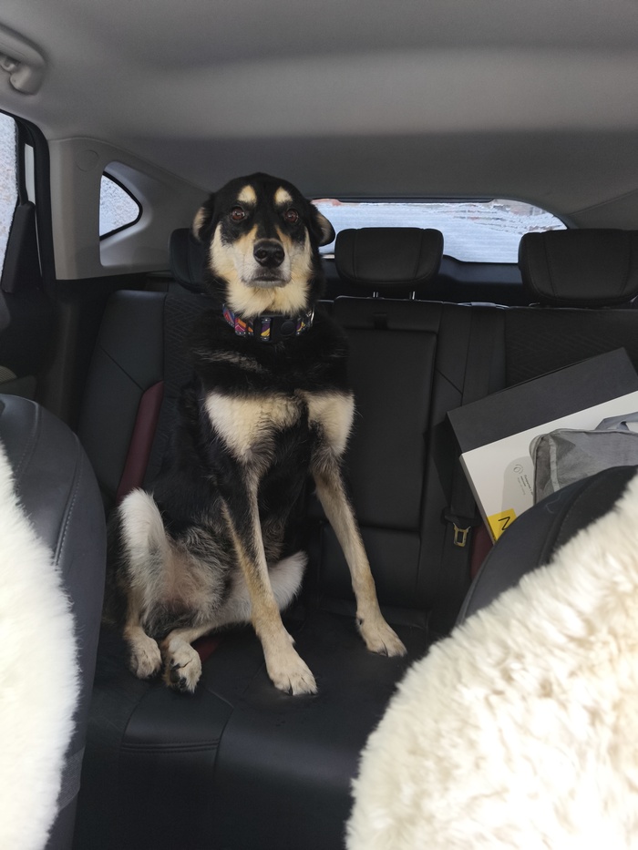 Ответ на пост «Довольная собака»