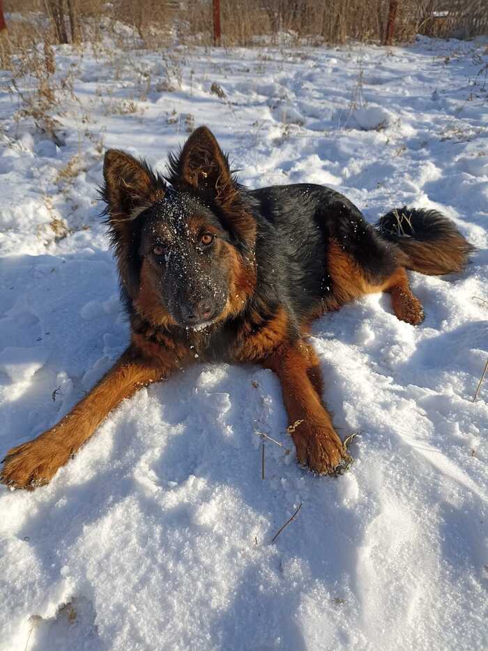 Ответ на пост «Довольная собака»