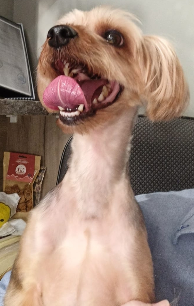 Ответ на пост «Довольная собака»