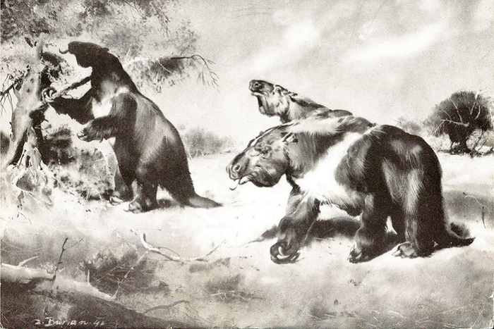 Мегатерии. З. Буриан. Из коллекции Дарвиновского музея.