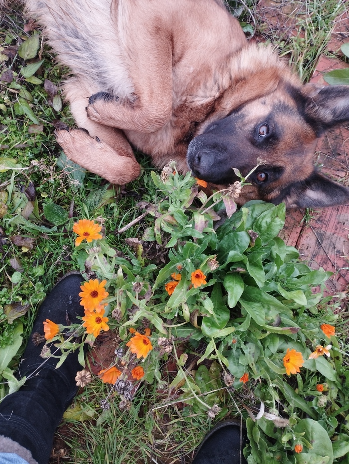 Ой-ой, ДЫМ КОРОМЫСЛОМ!!! Этот пост вызвал подгорание жёпп. А всего-то поделились))) 'У кого-то снег. Мы собираем календулу" Смех и грех...