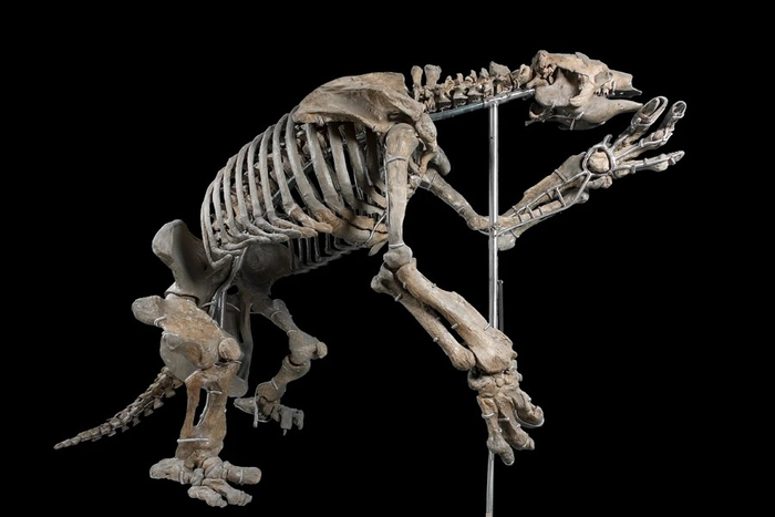 Скелет эремотерия (Eremotherium), вымершего рода гигантских наземных ленивцев.