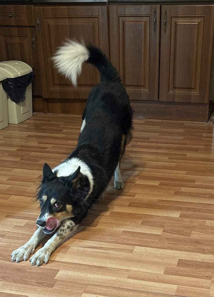 Ответ local.baltic в «Довольная собака»