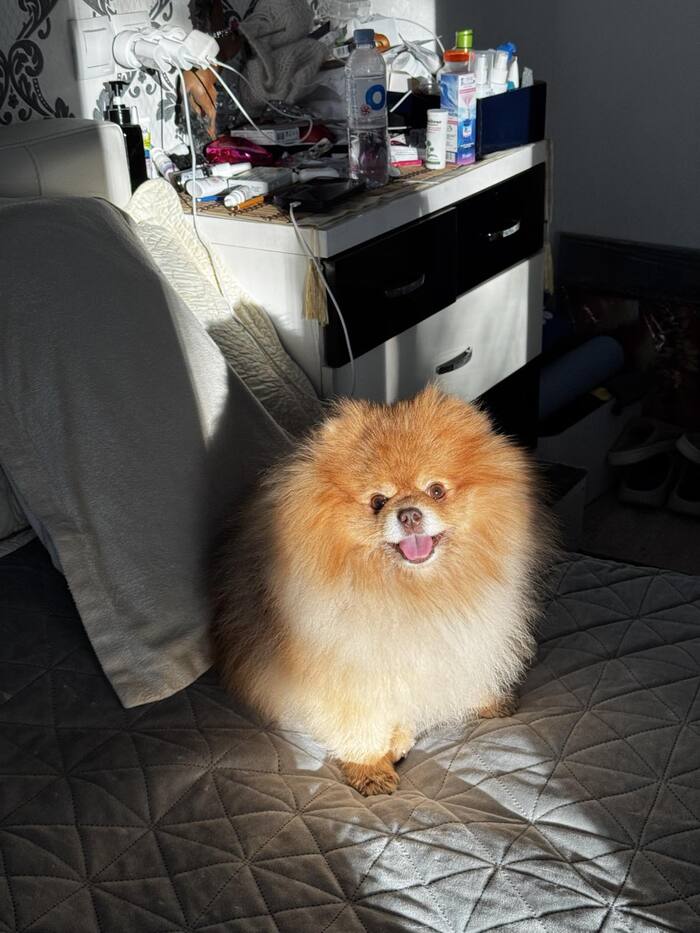 Ответ на пост «Довольная собака»